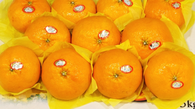 🎁 명절 선물 고민 끝! 맛있는 레드키위 선물세트 추천!